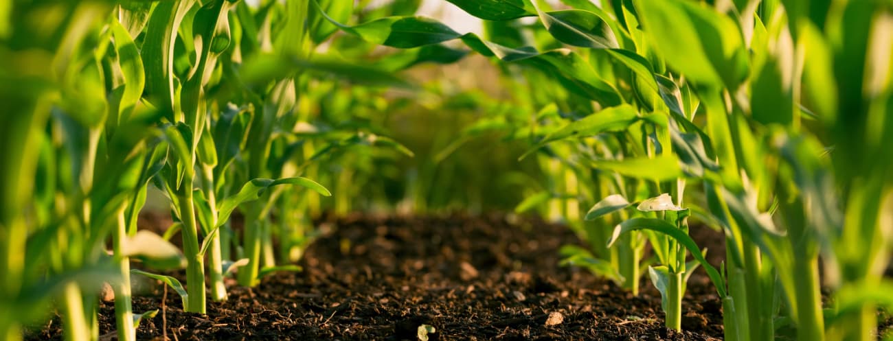 Close up of crops growing