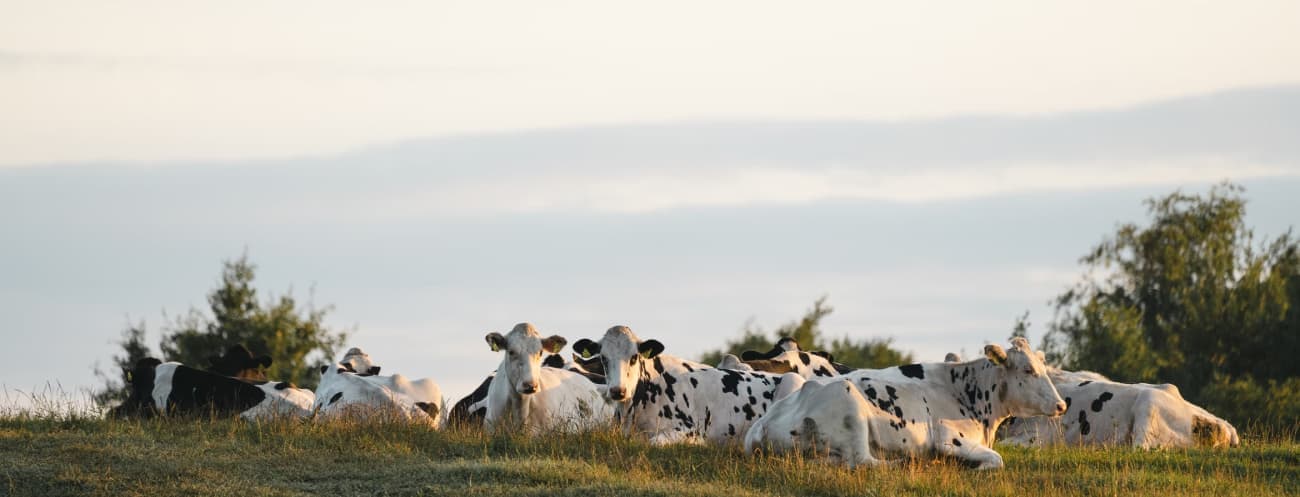 Cows laying in field